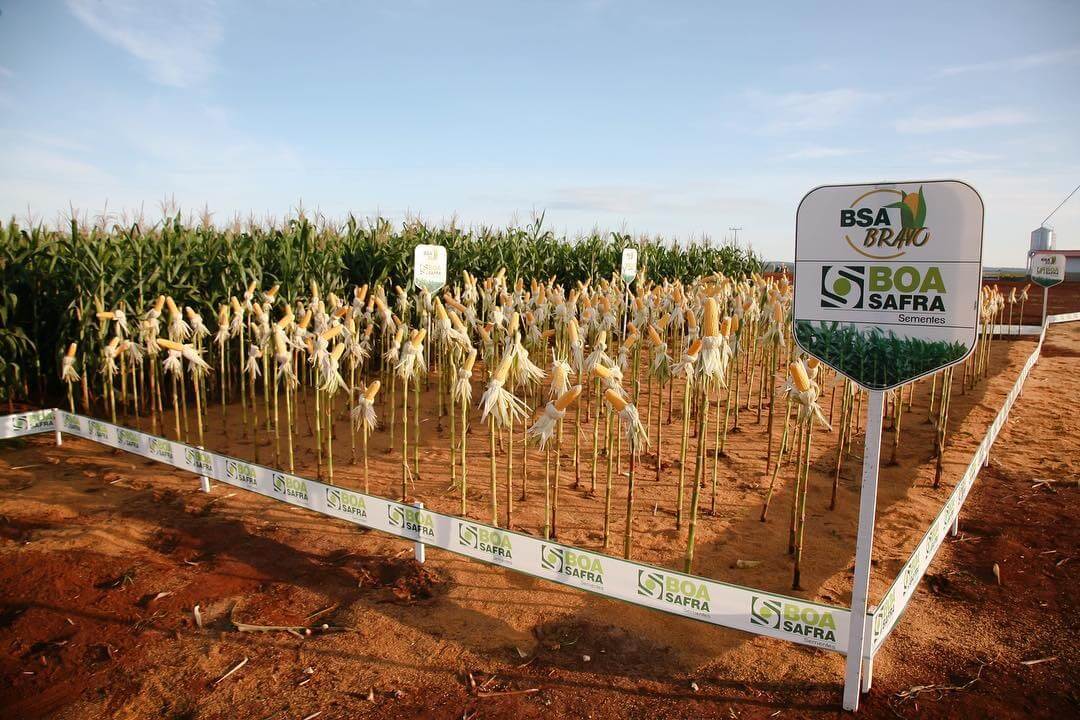 Boa Safra (SOJA3) vê lucro líquido crescer 314,6% no 2TRI21