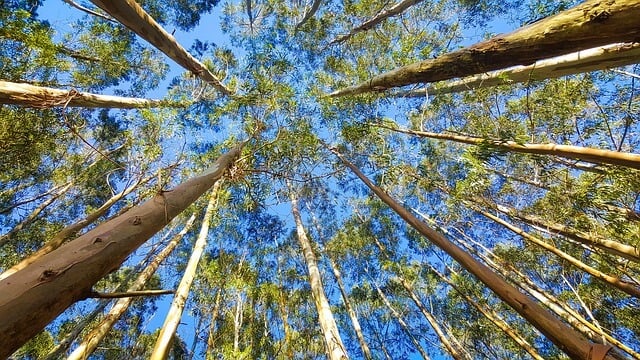 Papel e celulose: Conheça industria e investimentos no setor