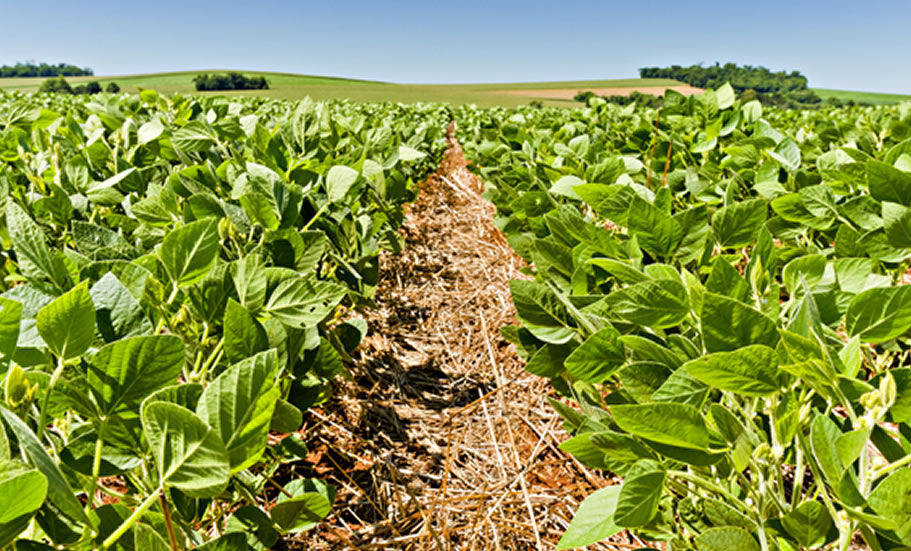 IBGE prevê safra recorde de 258,5 milhões de toneladas em 2021