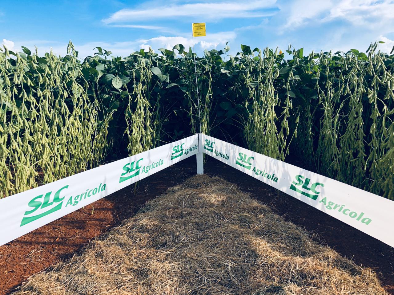 SLC Agrícola (SLCE3) tem alta de 119% no lucro líquido do 4TRI20