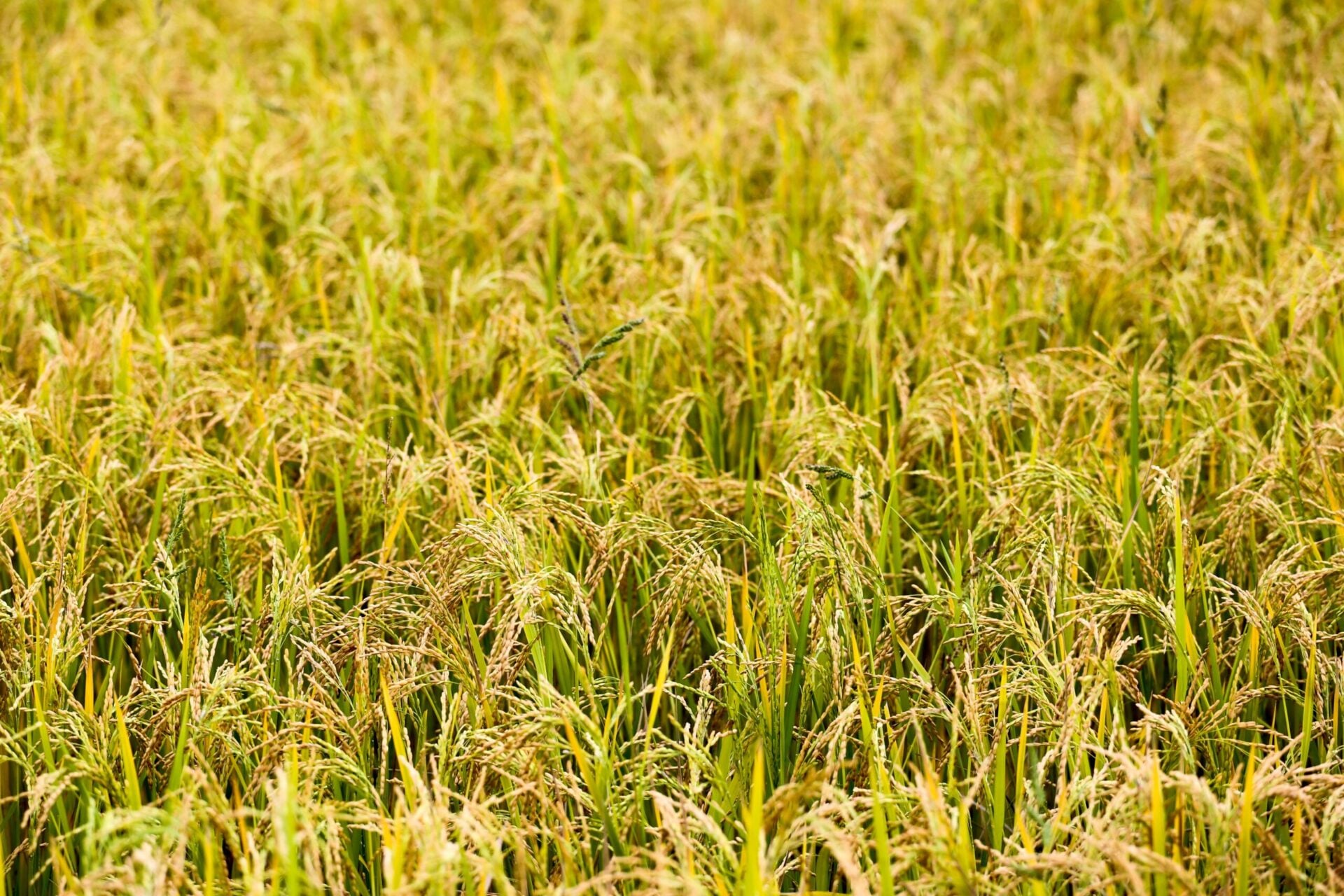 Terra Santa (LAND3) tem prejuízo líquido crescendo 101% no 2TRI21