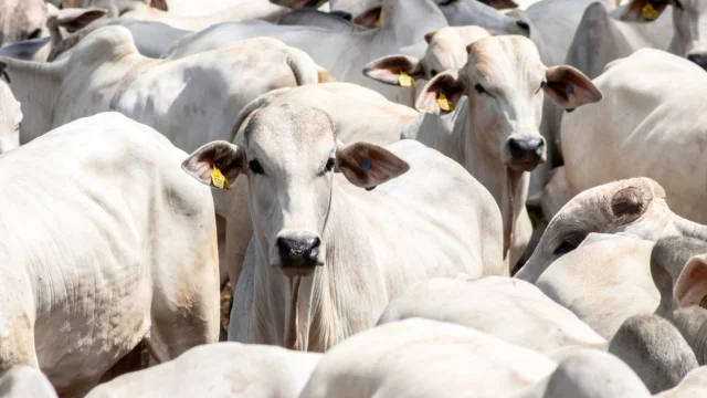 Gado criado pela MBRF